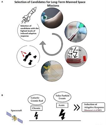 Commentary: Human Pathophysiological Adaptations to the <mark class="highlighted">Space Environment</mark>